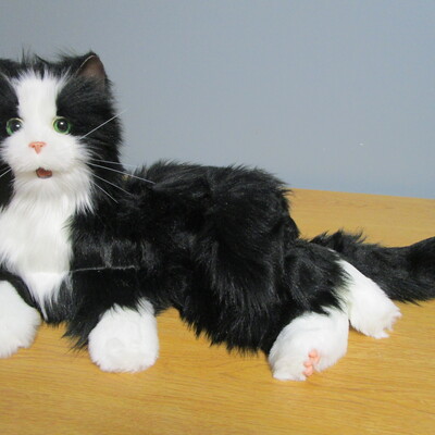 Therapy cat for those with Dementia to cuddle with